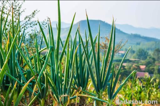 大葱什么时间收获最好？大葱在收获时要注意哪些问题？