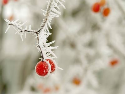 关于小雪节气的诗词有哪些？