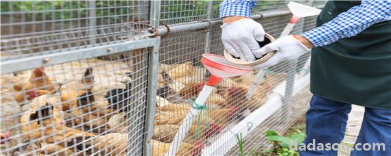 一千只鸡一天需要多少饲料