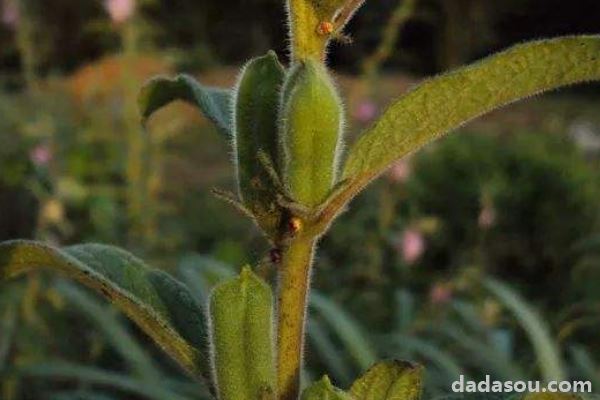 芝麻的种植方法