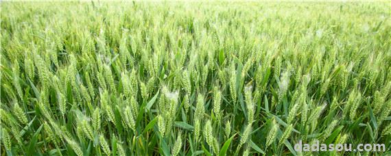 小麦底肥复合肥配方