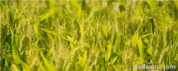 种小麦最佳肥料配比