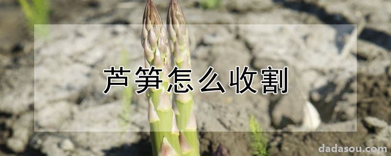 芦笋怎么收割