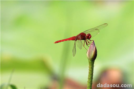 世界最小蜻蜓体长不足15毫米