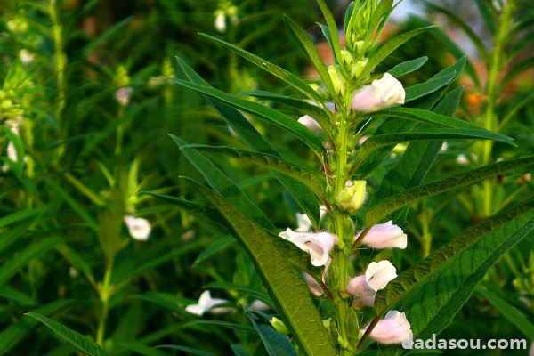 芝麻的种植方法