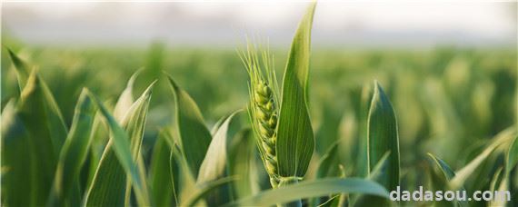 最适合种小麦的复合肥