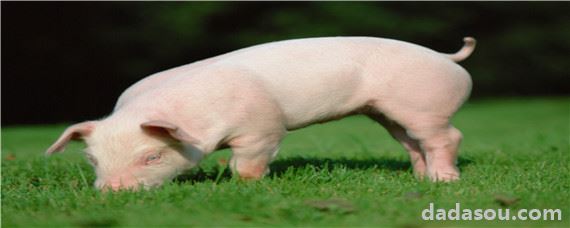 猪生长周期多久