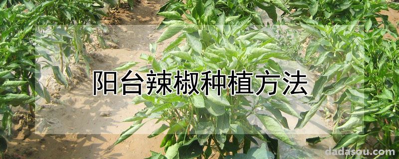 阳台辣椒种植方法