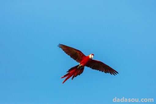 印尼74只珍稀鹦鹉被塞进塑料瓶走私，黑顶鹦鹉的介绍，黑顶鹦鹉的生活习性及分布范围，常见的鹦鹉种类有哪些