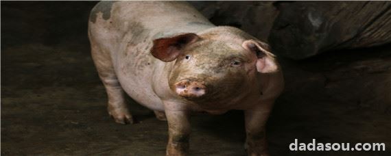 一头母猪可以繁殖几年