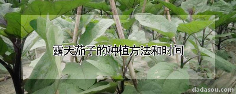 露天茄子的种植方法和时间