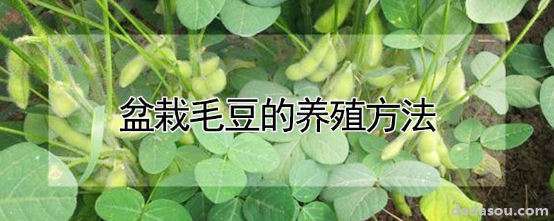 盆栽毛豆的养殖方法