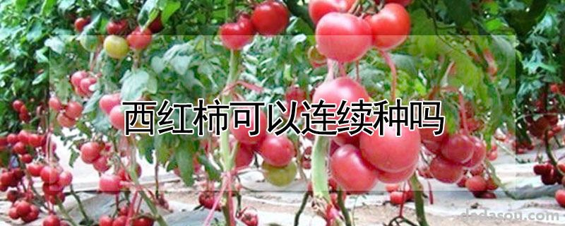 西红柿可以连续种吗