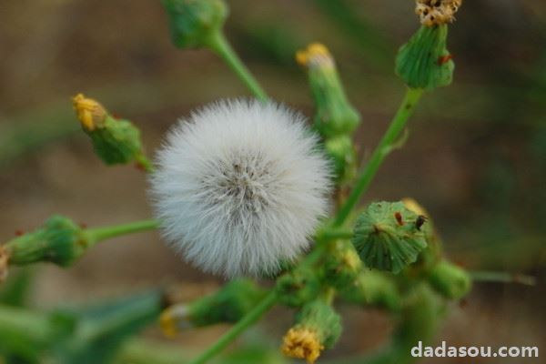 蒲公英种植方法和时间