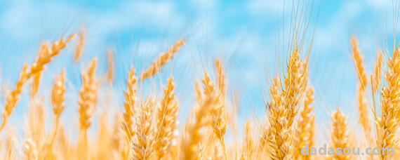 山农小麦品种哪个最好