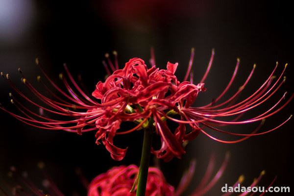 彼岸花是什么花