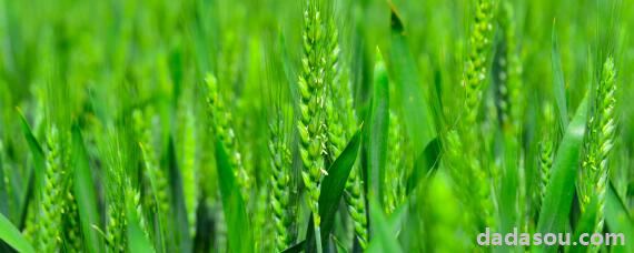 小麦在中国的栽培历史