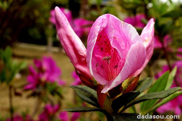 杜鹃花春天可以修剪吗