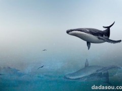 新西兰约100头领航鲸和海豚搁浅死亡（海豚鲸鱼是几级保护动物）