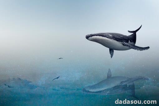 新西兰约100头领航鲸和海豚搁浅死亡