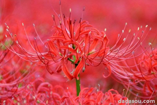 彼岸花夏天怎么护理