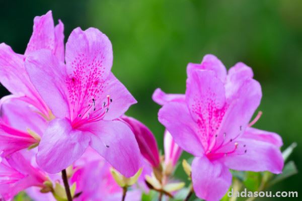 杜鹃花冬季怎么修剪