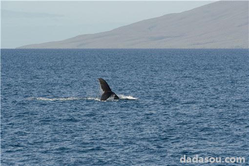新西兰近百头鲸集体搁浅海滩死亡