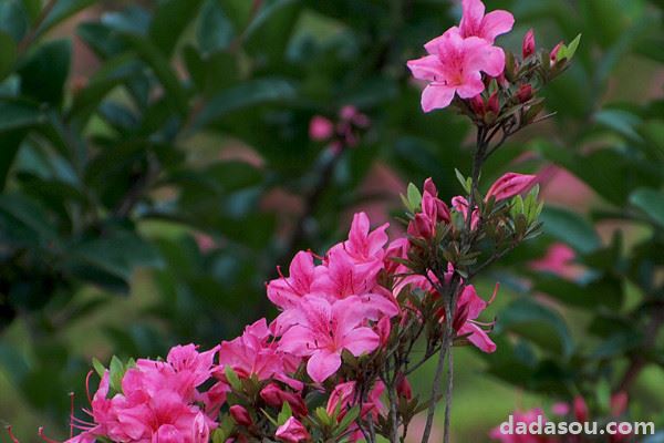 杜鹃花花朵掉了怎么回事