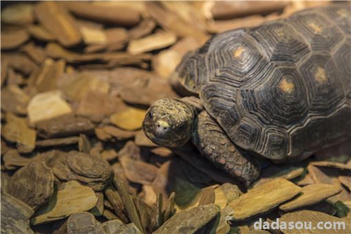 乌龟的饲养方法是什么？有哪些注意事项？