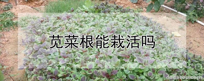 苋菜根能栽活吗