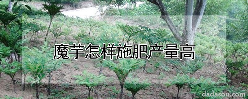 魔芋怎样施肥产量高