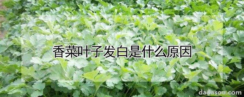 香菜叶子发白是什么原因