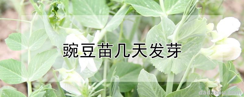 豌豆苗几天发芽