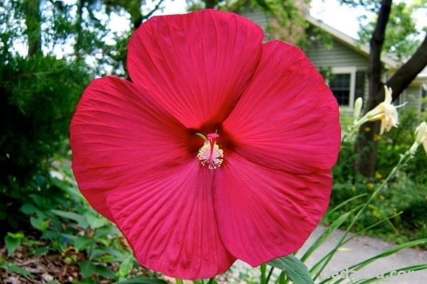 水培芙蓉花叶片所需温度