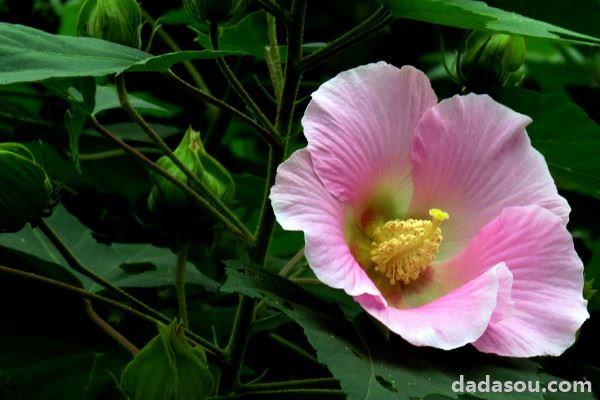 芙蓉花浇水怎么算浇透