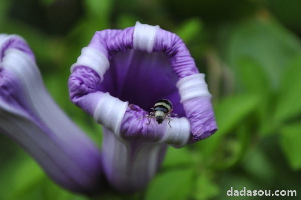 牵牛花枯叶了明年还会开吗