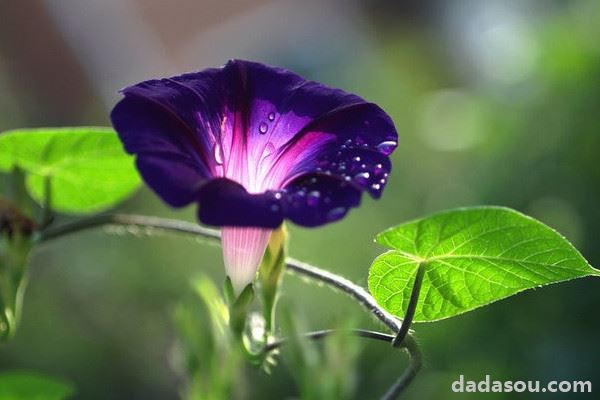 牵牛花冬天在室外根能冻死吗