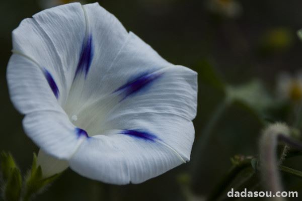 牵牛花冬天在室外根能冻死吗