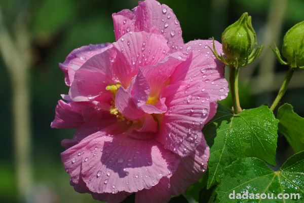 芙蓉花春天会发芽吗