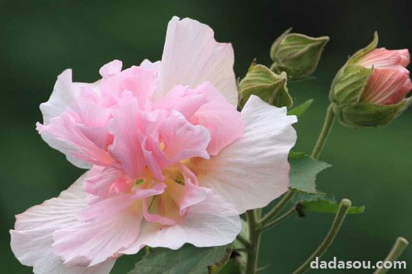 芙蓉花浇水怎么算浇透