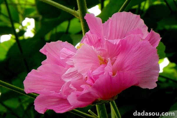 芙蓉花水培多长时间生根