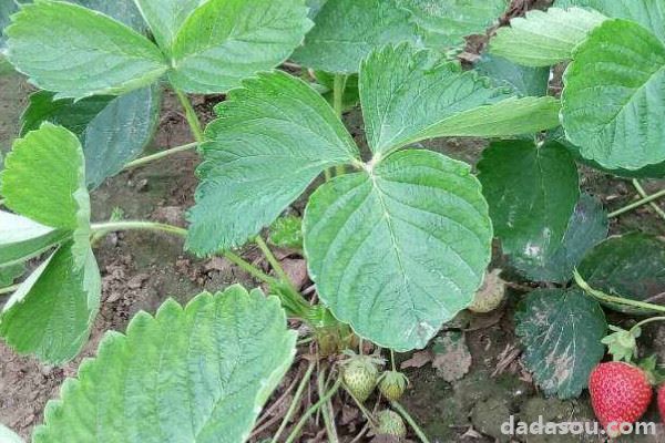 草莓苗怎么种植和浇水