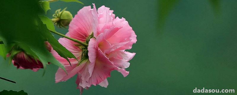 芙蓉花是哪个城市的代表？芙蓉花是哪里的市花