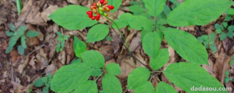 人参容树的养植和注意