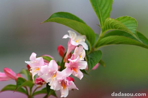 锦带花为什么不开花