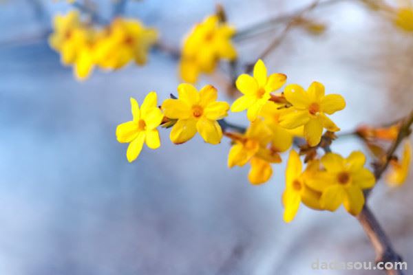 迎春花晚上吸收氧气吗