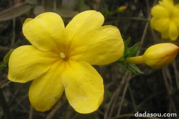 迎春花光长叶不开花怎么办