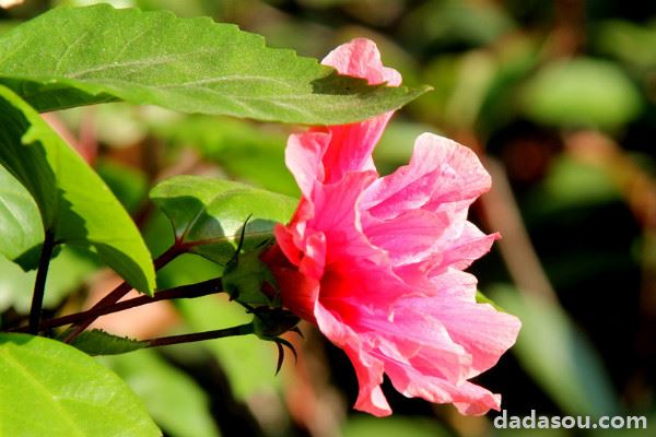 芙蓉花夏天几天一浇水