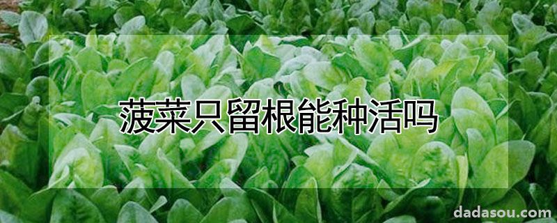 菠菜只留根能种活吗