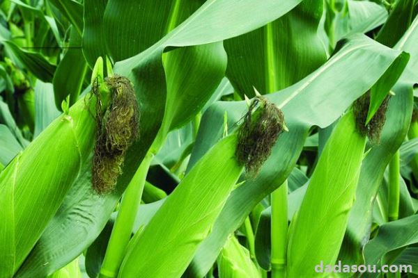 玉米卷叶是什么原因